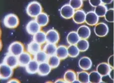 Butiran Darah Setelah Minum NSTM